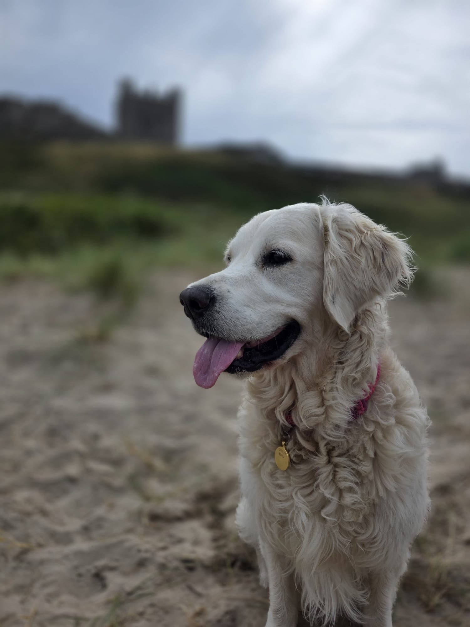 Hound Haven
